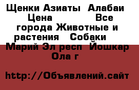 Щенки Азиаты (Алабаи) › Цена ­ 20 000 - Все города Животные и растения » Собаки   . Марий Эл респ.,Йошкар-Ола г.